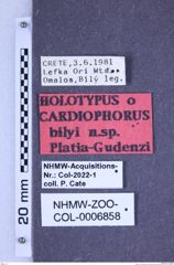 Etiketten zu Cardiophorus bilyi (Platia & Gudenzi, 2000) (NHMW-ZOO-COL-0006858)